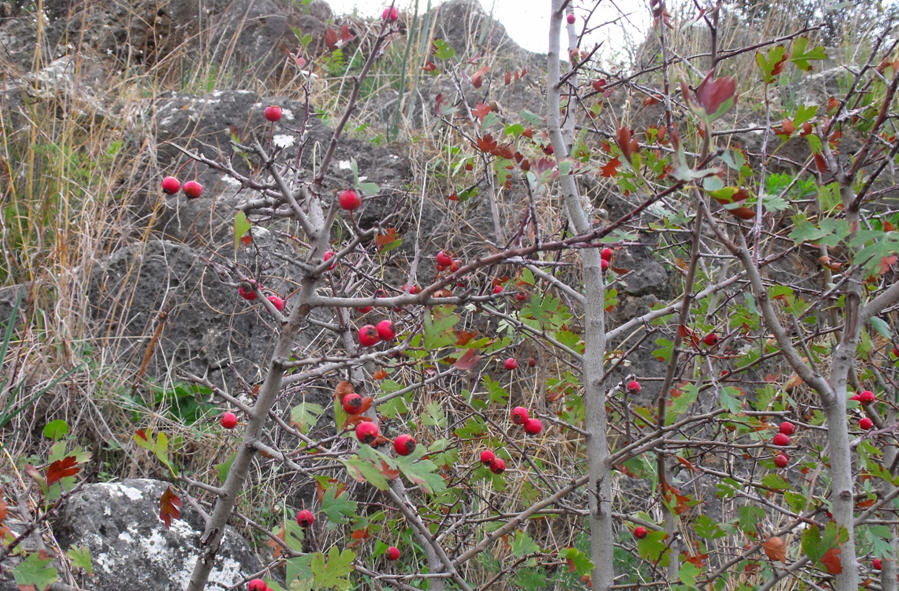 Crataegus monogyna / Biancospino comune
